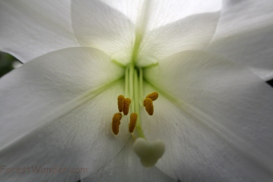 Easter Lily Macro