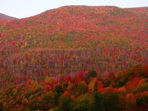 Fall Foliage Mountain Colors