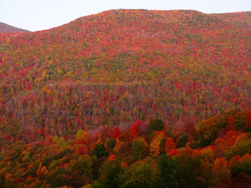 Fall Foliage Mountain Colors