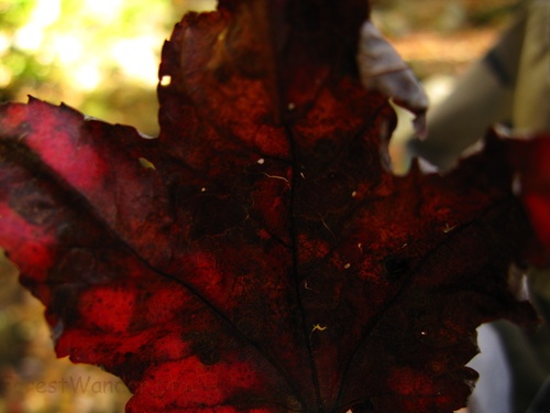 Fall Red Leaf Macro