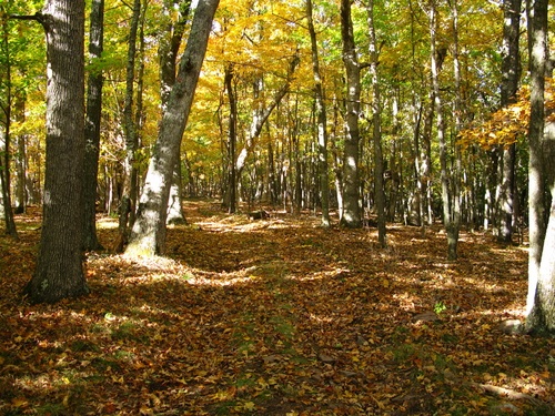 Fall Nature Trail