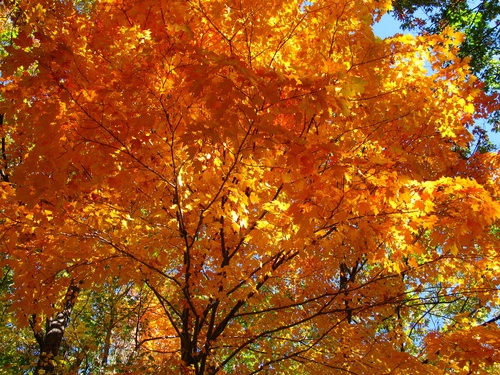 Fall Orange Maple Tree