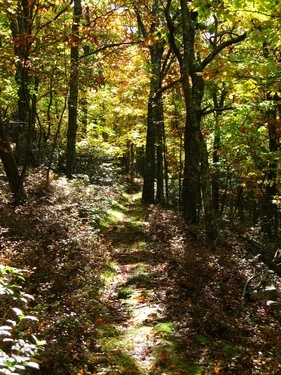 Fall Trail