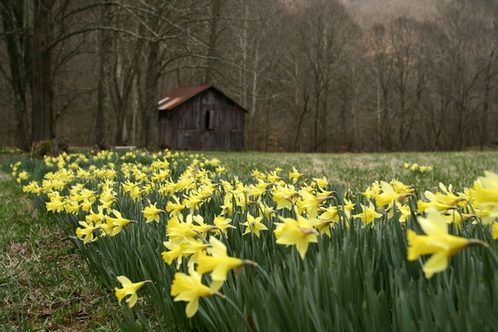 Field Yellow Spring Wild Flowers