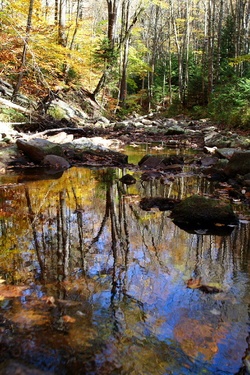 Forest Stream Rippling Reflections