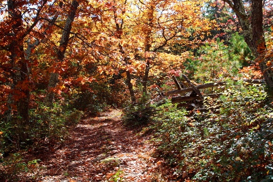 Forest Trail Fence High Point North Fork Mountain