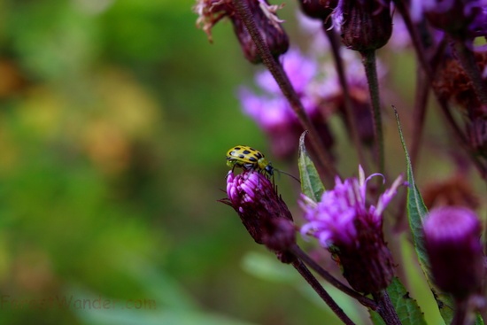 Green Ladybug Fall Flowers