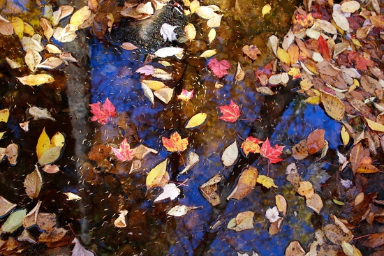 Leaves Autumn Creek