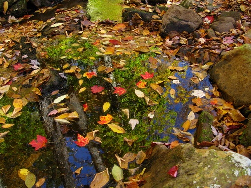 Leaves In The Creek