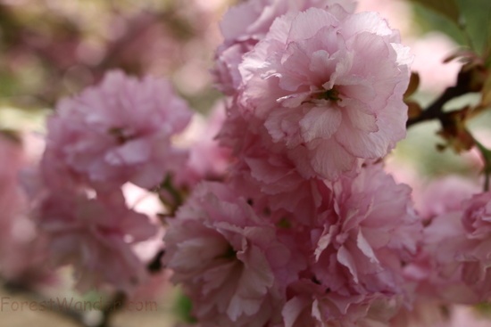 Macro Bloom Tree Spring Flowering
