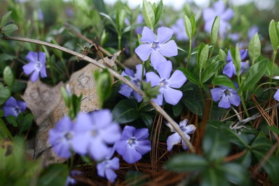 Macro Little Blue Flowers Spring