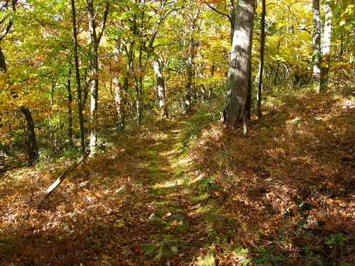 North Fork Fall Trail