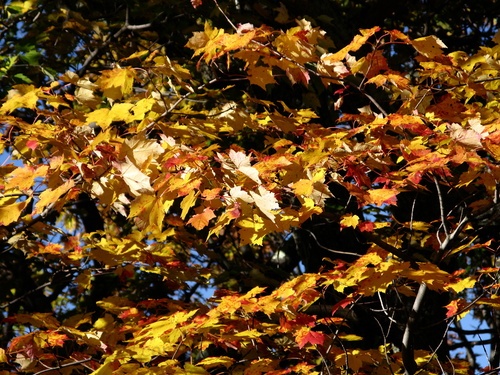Oak Leaves Fall Tree