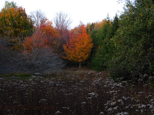 Orange Leaves Tree Fall