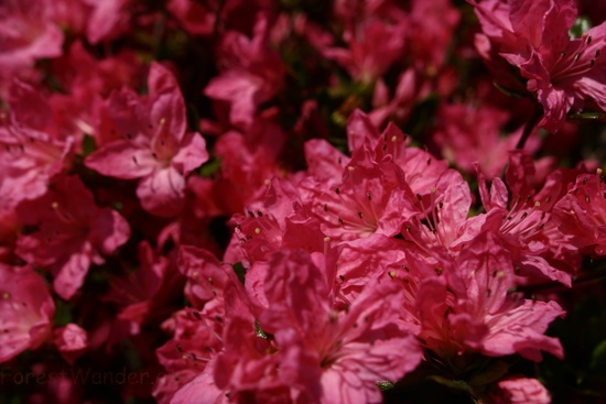 Pink Azalea Spring Flowers