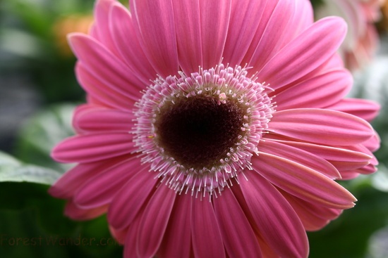 Pink Daisy Heart Spring