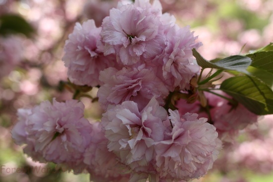 Pink Flower Bloom Spring Flowering Tree