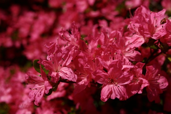 Spring Flower Pink Red Azalea