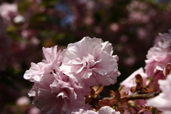 Pink Flowering Tree Spring Flower