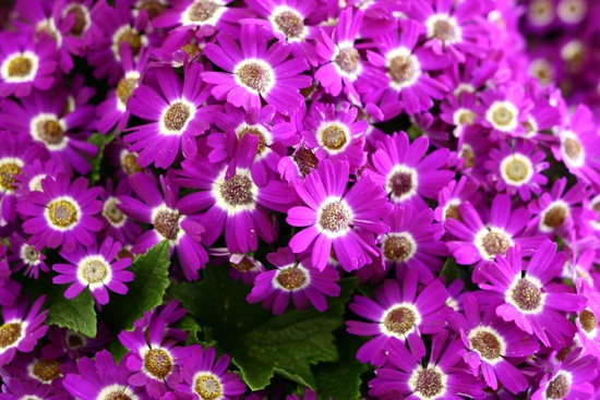 Purple Pink Spring Flowers