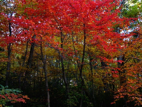 Red Fall Foliage