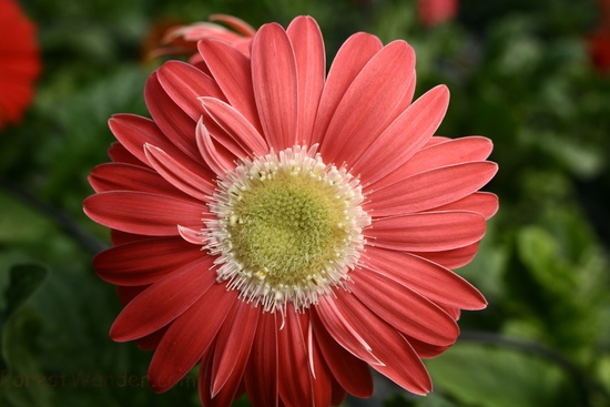 Red Gold Daisy Spring