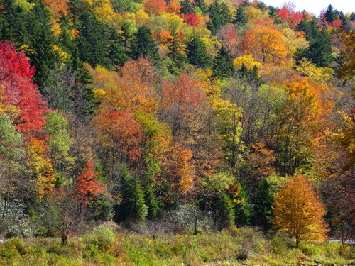 Shavers Fork Fall Foliage