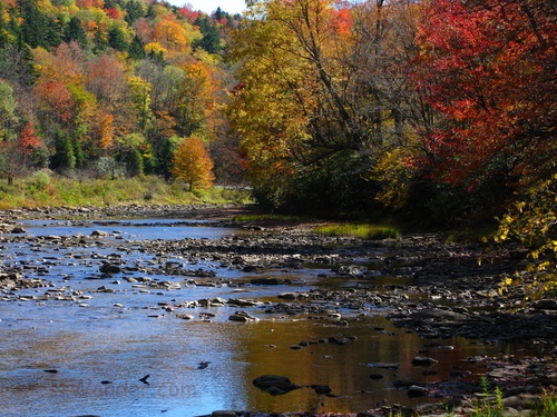 Shavers Fork Stream Fall Foliage