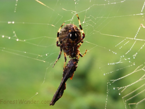 Spider Web Insect