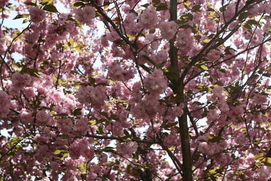 Spring Pink Flower Tree