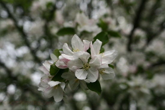 Spring Flowers Apples Tree