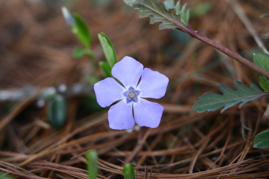 Spring Forget Me Not