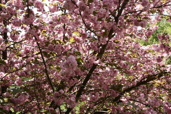 Spring Tree Bloom Pink