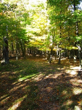 Sun Shining Through Trail