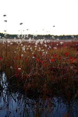 Sunset In The Bog Dolly Sods
