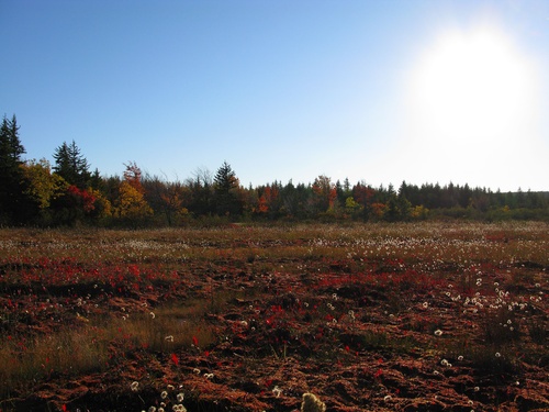 Sunset Marsh Dolly Sods