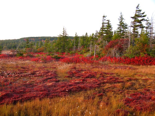 Bog Dolly Sods