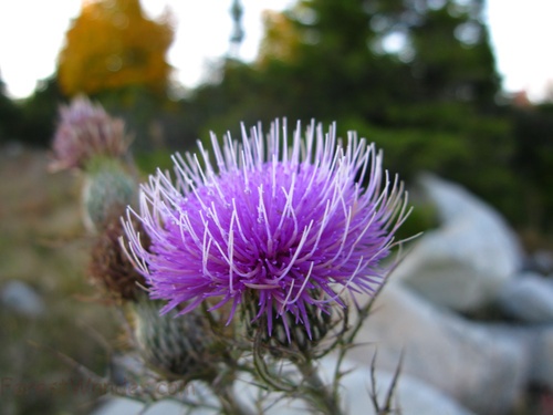 Thorny Purple Wild Flower