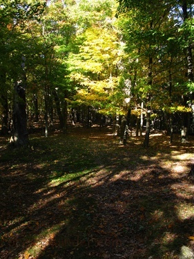Sun Shining North Fork Trail 