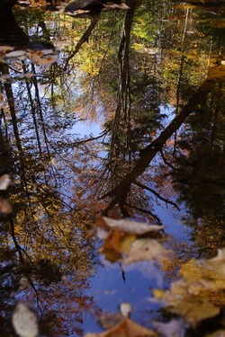 Upside down Tree Creek Reflection