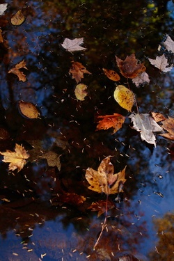 Water Creek Leaves Fall