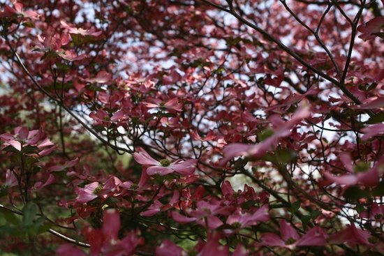 Big Dogwood Tree Flowers