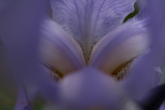 Blue Macro Iris Spring