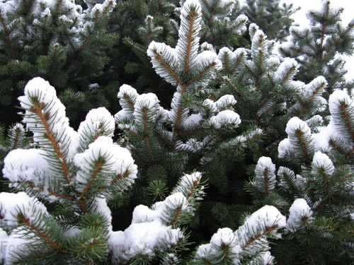 Blue Spruce Tree Snow Spring evergreen