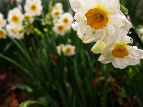 Close Up Flowers Daffodil