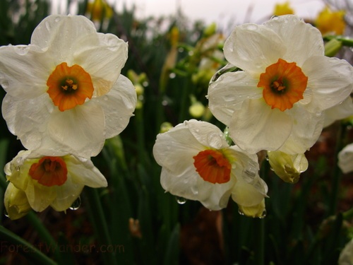 Spring Daffodils Orange White
