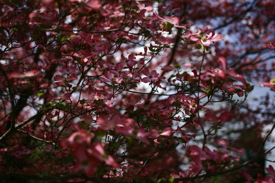 Dogwood Tree Bokeh Sky