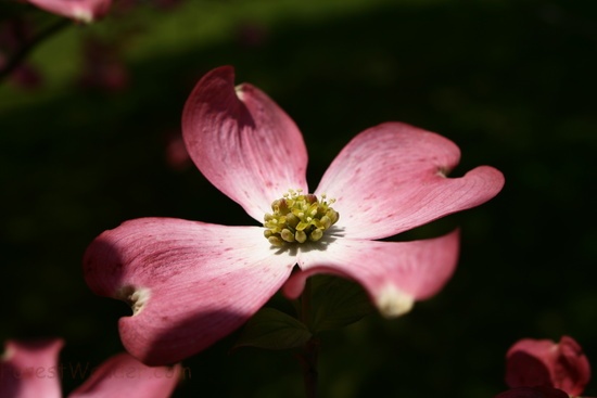 Dogwood Tree Flower Macro