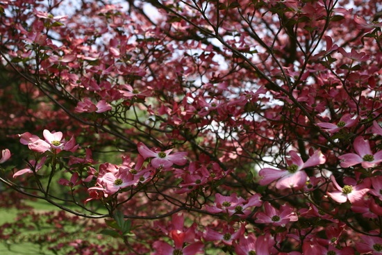 Dogwood Tree Pink Bloom