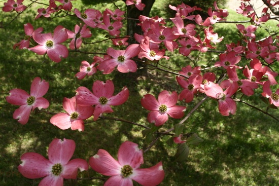 Dogwood Tree Pink